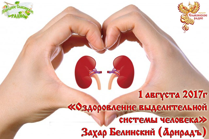 Оздоровление выделительной системы человека