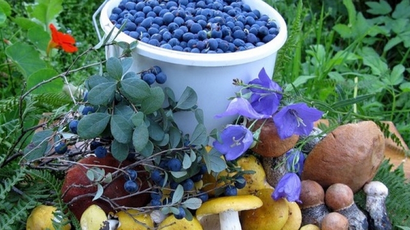 Дары и продукты северного края