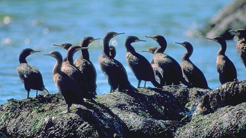 Переиздадут Красную книгу