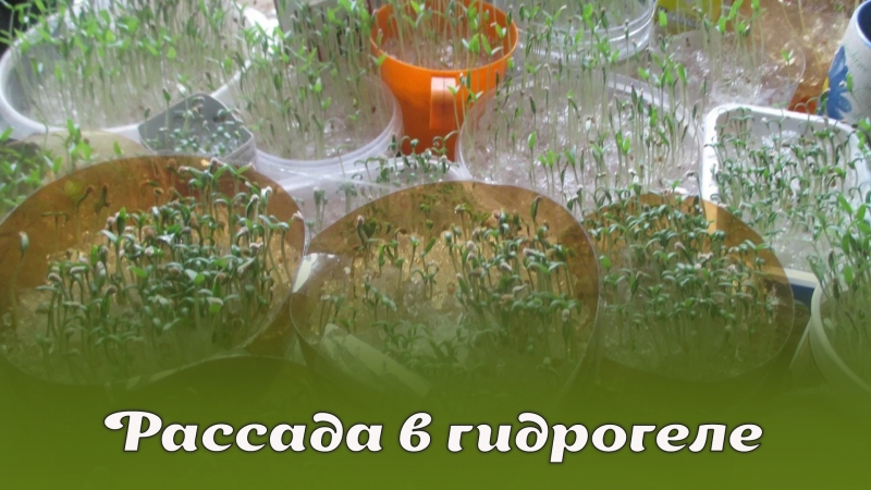Рассада в гидрогеле