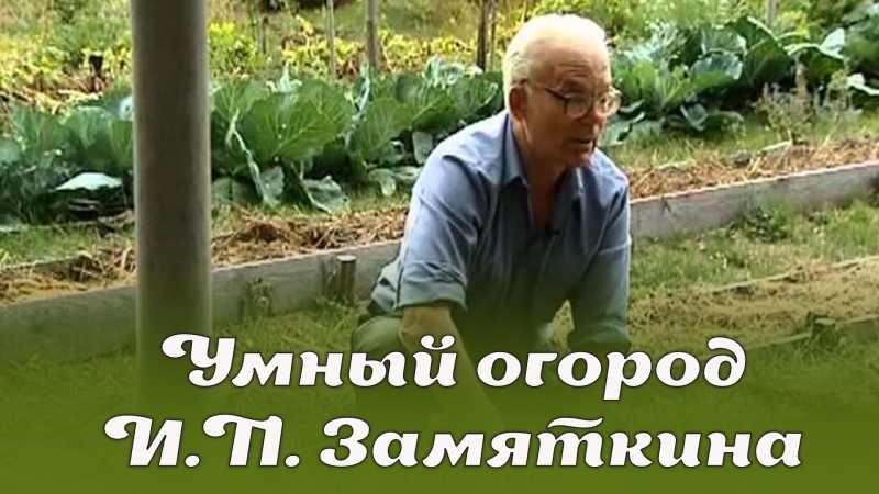 Умный огород И.П. Замяткина: участок не знает лопаты уже 20 лет