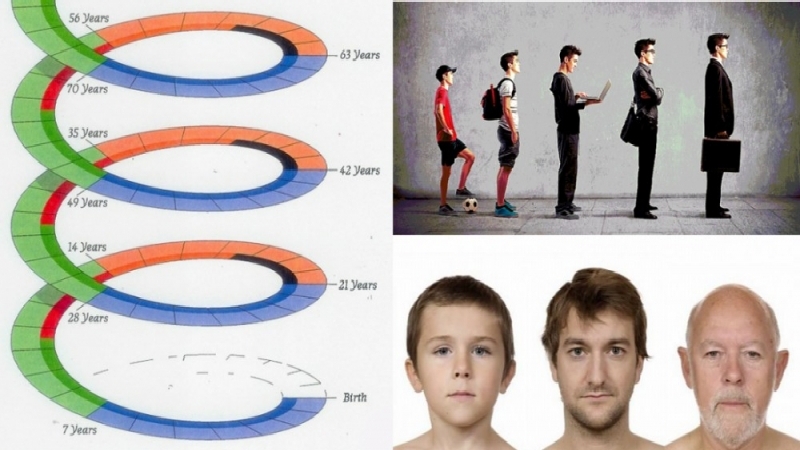 7-летние циклы жизни. Похоже на правду?