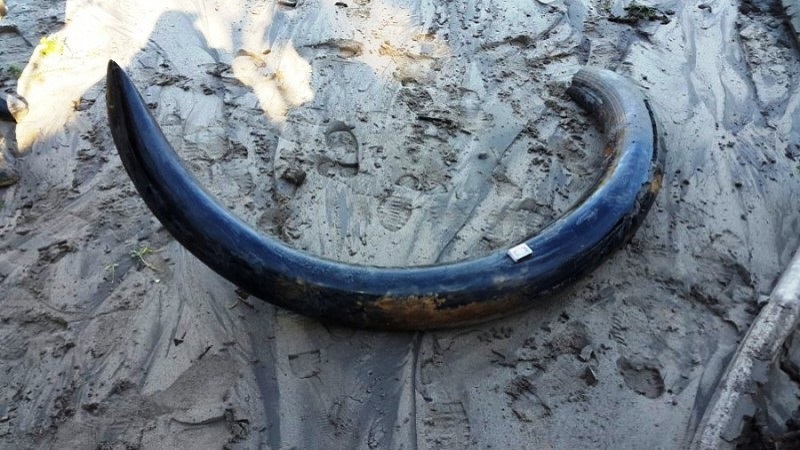 Мамонтова кость. Датировка катастрофы по якутской территории