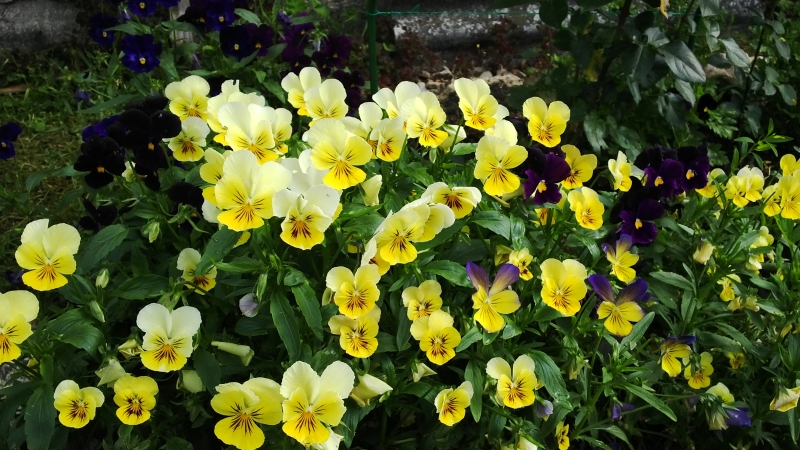 Почему на Руси не дарили сорванных цветов