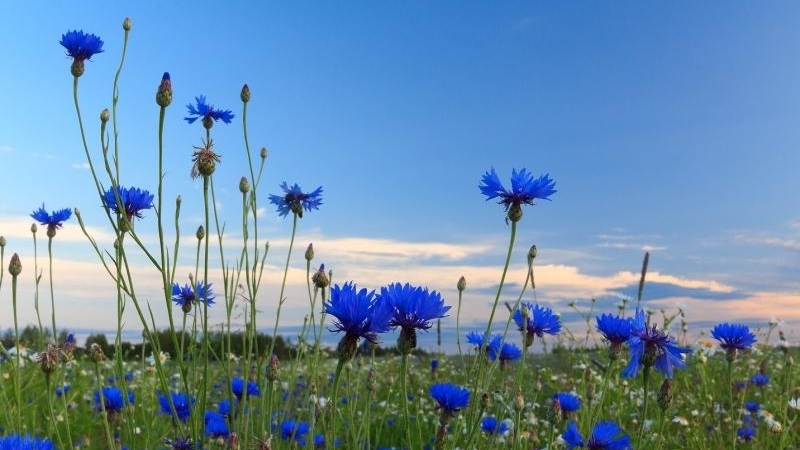 Крапива и василёк