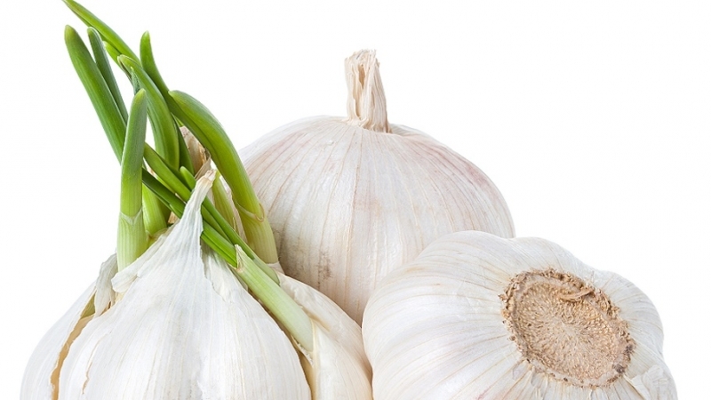 Почему вы должны есть чеснок каждый день