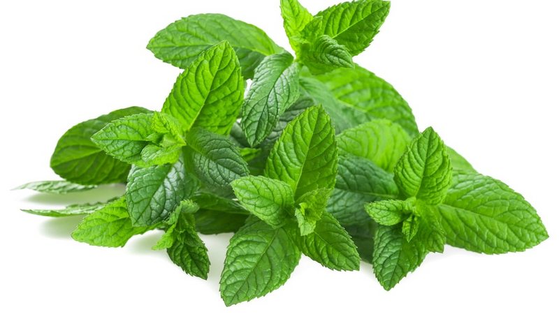 Почему после мяты мы чувствуем холод во рту?