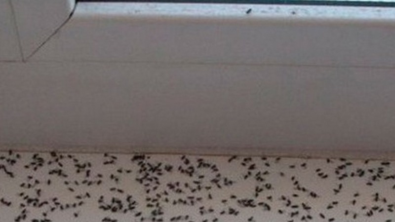 Избавляемся от мошек на кухне