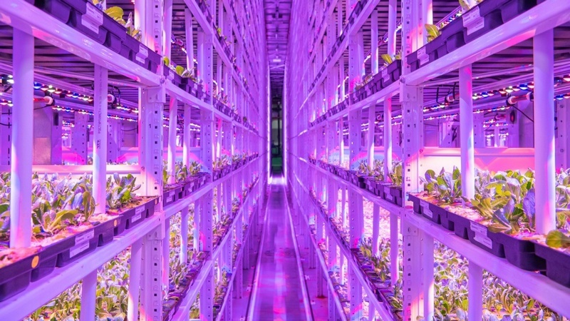 В москве открылась вертикальная теплица