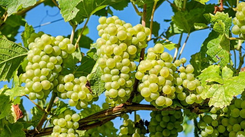 О пользе виноградных косточек