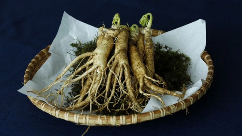 Женьшень борется с усталостью