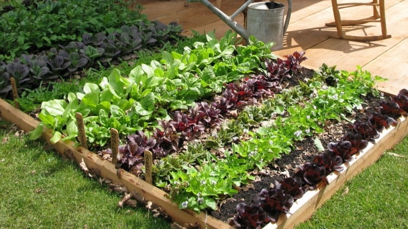 Дачные хитрости