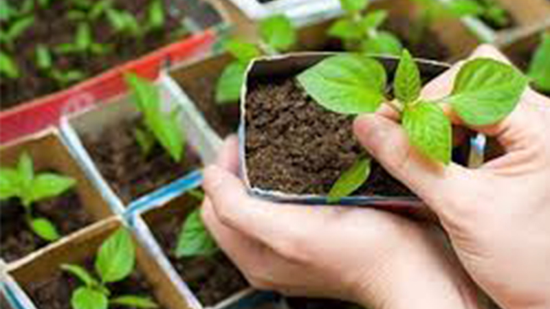 Когда что сеять? Обратимся к приметам матушки-природы