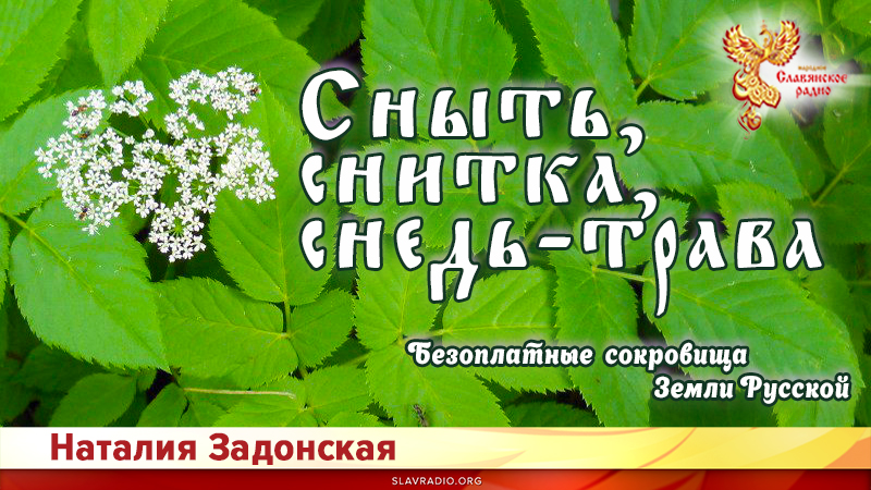 Безоплатные сокровища Земли Русской - Сныть