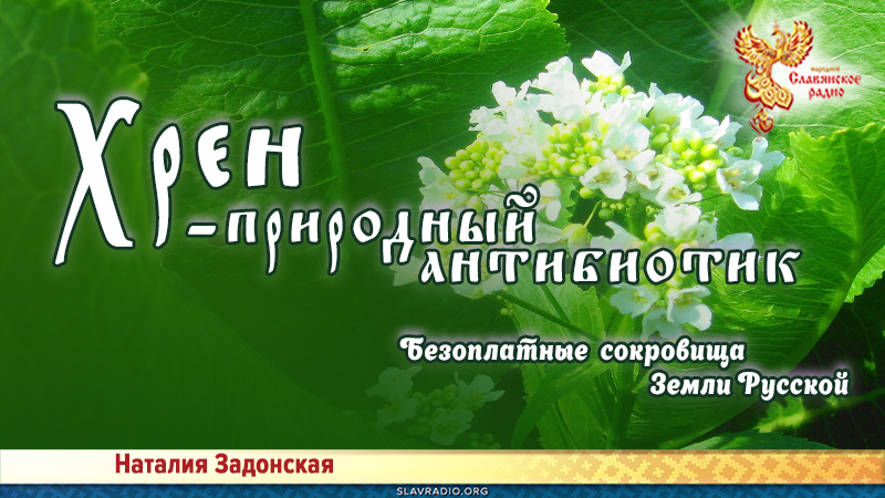 Хрен - природный антибиотик