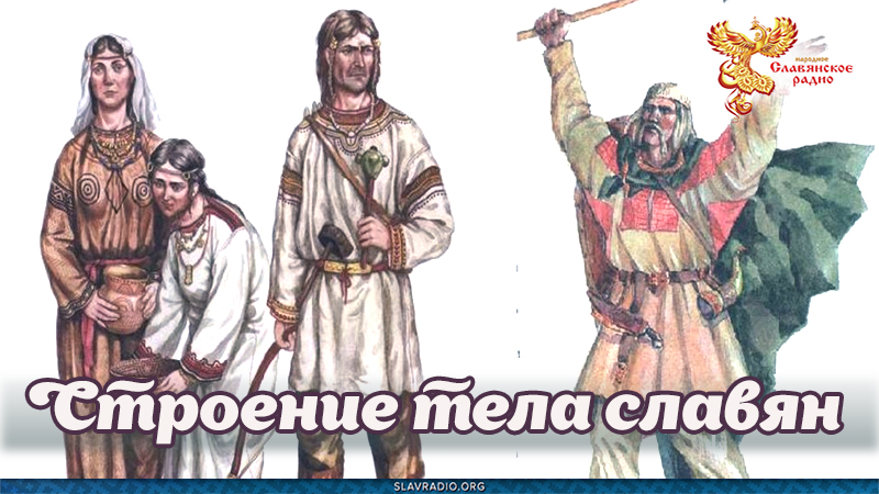 Строение тела славян