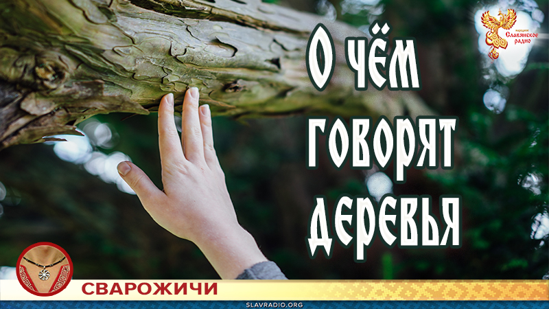 О чём говорят деревья