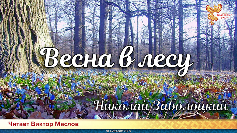 День поэзии. Николай Заболоцкий - Весна в лесу