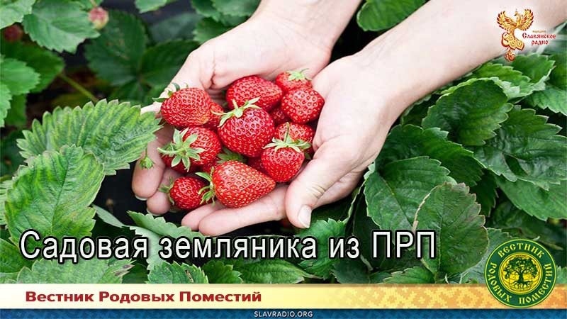 Садовая земляника из ПРП