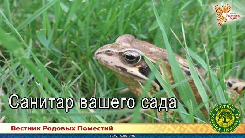 Санитар вашего сада