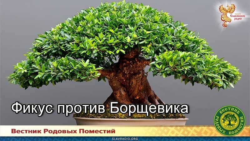 Фикус против Борщевика
