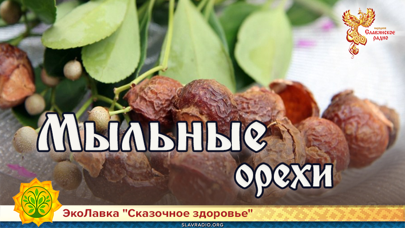Мыльные орехи 
