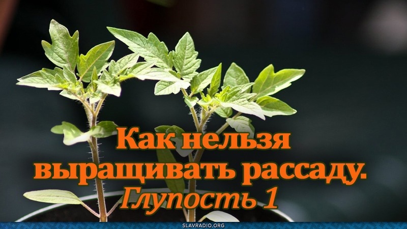 Как нельзя выращивать рассаду. Глупость 1