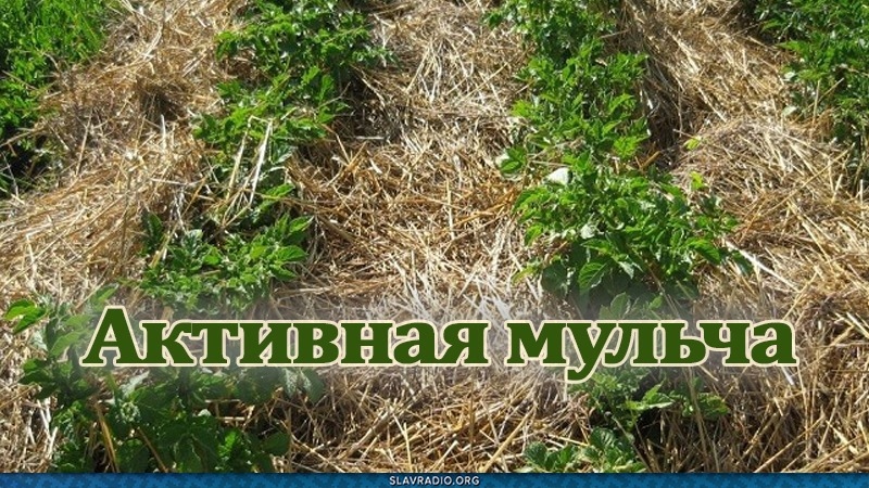 Активная мульча