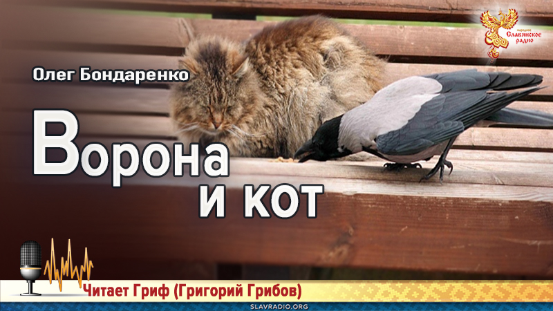 Ворона и кот 