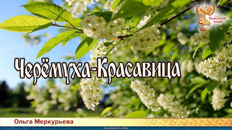 Черёмуха-Красавица 