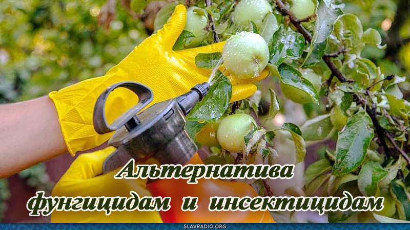 Альтернатива фунгицидам и инсектицидам