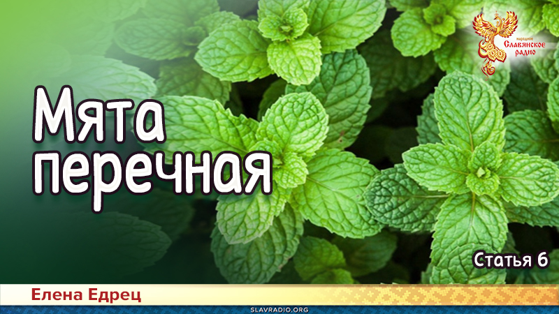 Мята перечная 