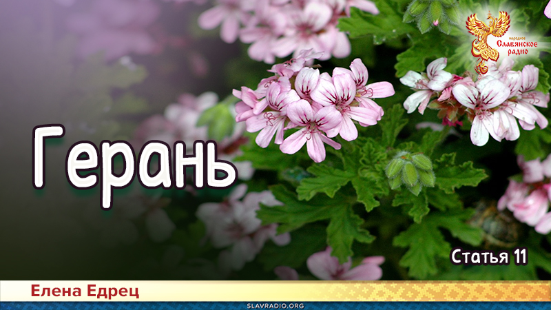 Герань
