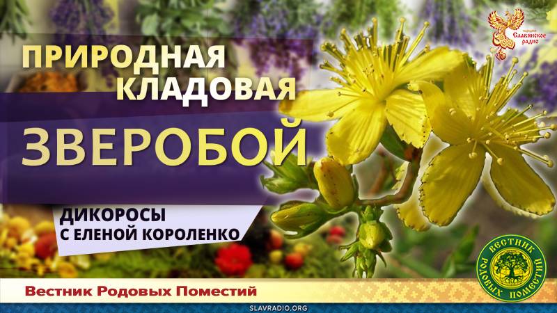 Природная кладовая. Зверобой