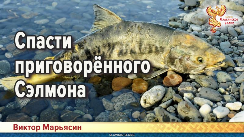 Спасти приговорённого Сэлмона