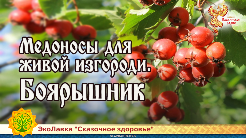 Медоносы для живой изгороди. Боярышник