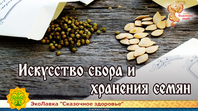 Искусство сбора и хранения семян