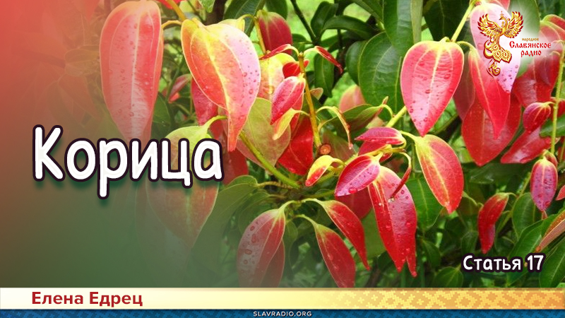 Корица
