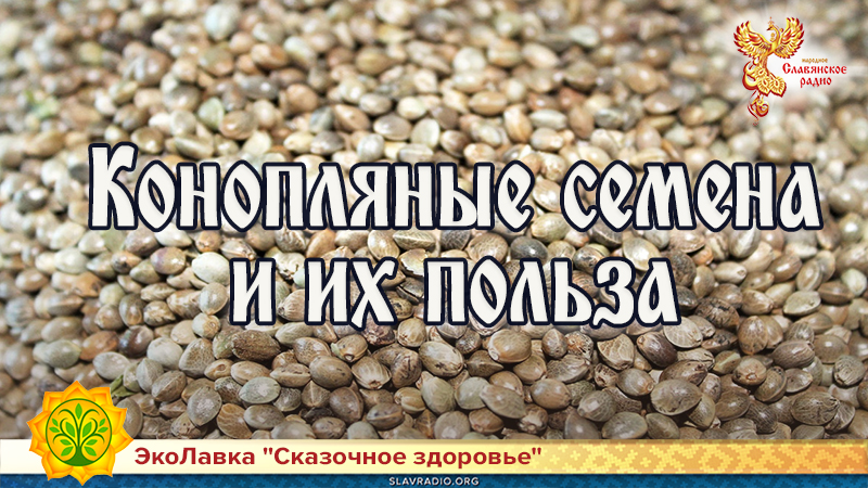 Конопляные семена и их польза