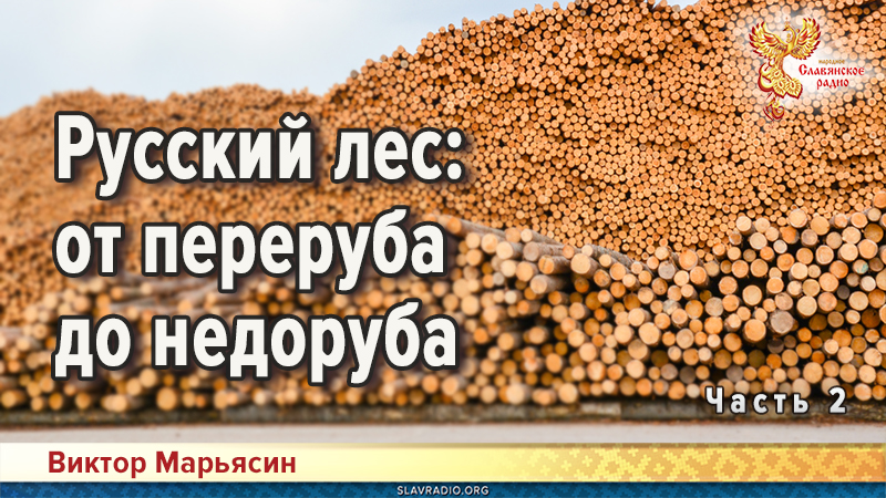 Русский лес: от переруба до недоруба. Часть 2