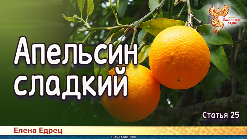 Апельсин сладкий 
