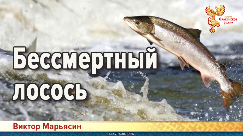Бессмертный лосось