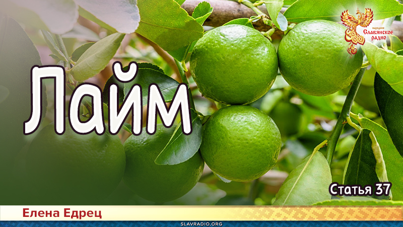 Лайм 