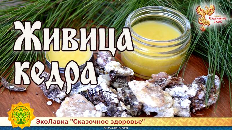 Живица кедра