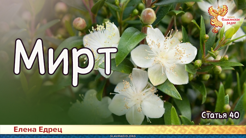Мирт

