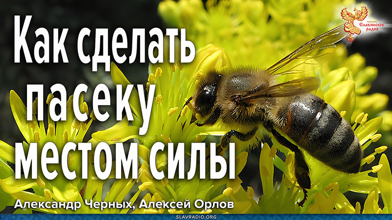 Как улучшить качество мёда и здоровье пчёл