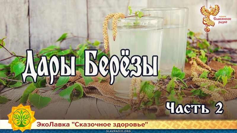 Дары Берёзы. Часть 2
