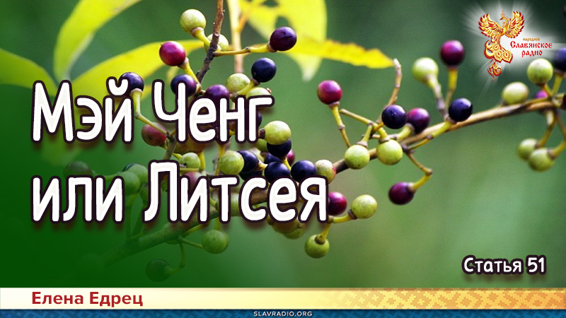 Мэй Ченг или Литсея 
