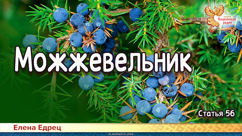 Можжевельник
