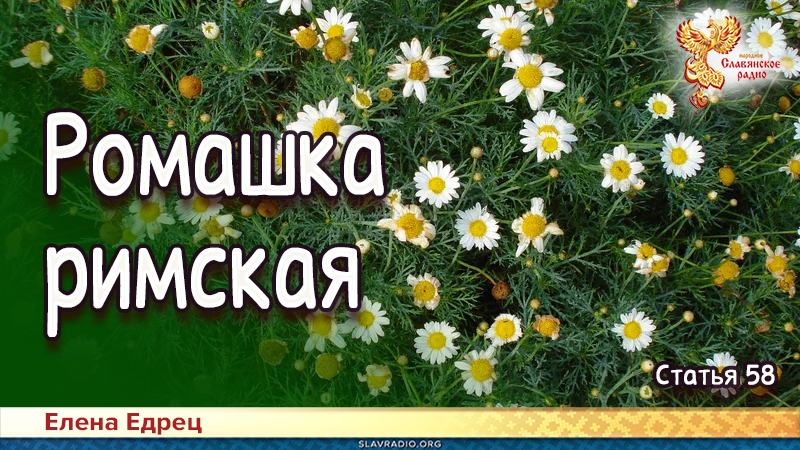 Ромашка римская 
